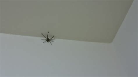 房間 一直 出現 小蜘蛛